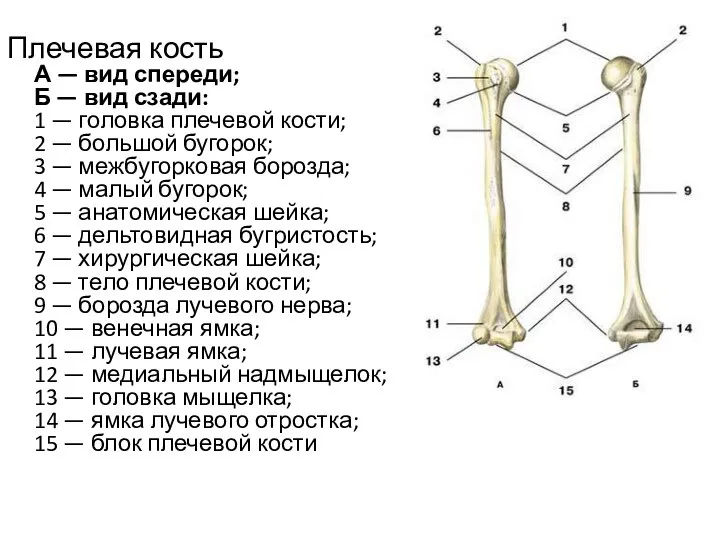 Плечевая кость А — вид спереди; Б — вид сзади: 1 —