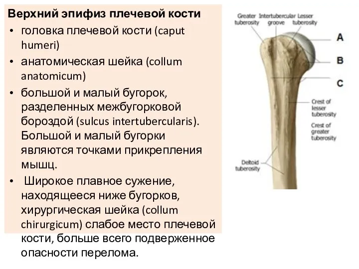 Верхний эпифиз плечевой кости головка плечевой кости (caput humeri) анатомическая шейка (collum