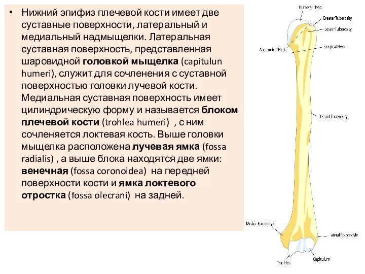 Нижний эпифиз плечевой кости имеет две суставные поверхности, латеральный и медиальный надмыщелки.