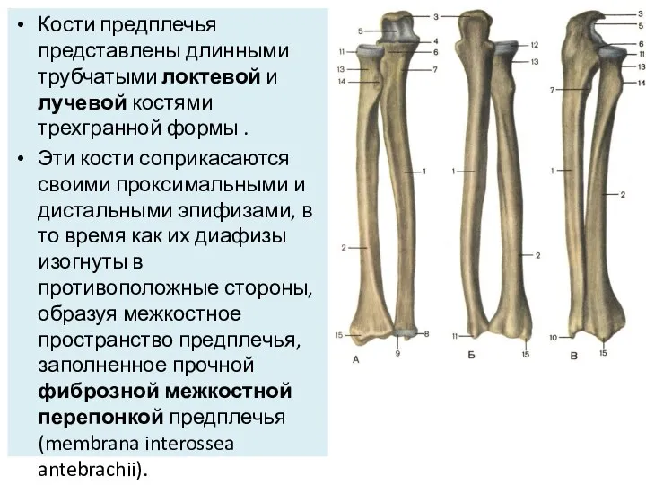 Кости предплечья представлены длинными трубчатыми локтевой и лучевой костями трехгранной формы .