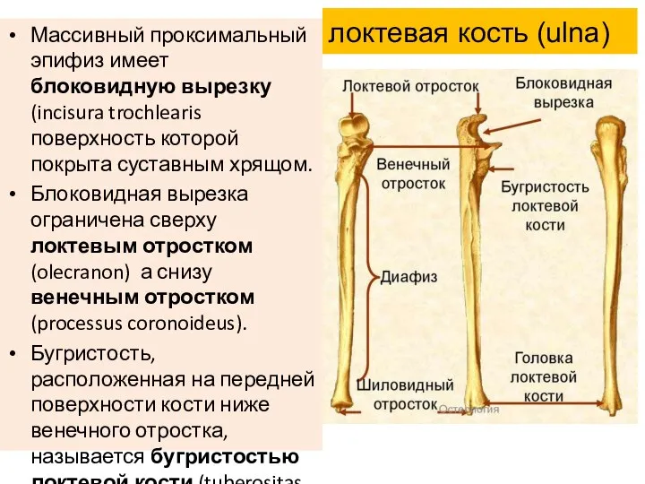 Массивный проксимальный эпифиз имеет блоковидную вырезку (incisura trochlearis поверхность которой покрыта суставным