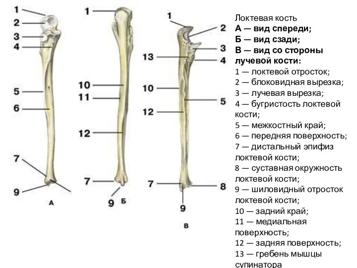 Локтевая кость А — вид спереди; Б — вид сзади; В —