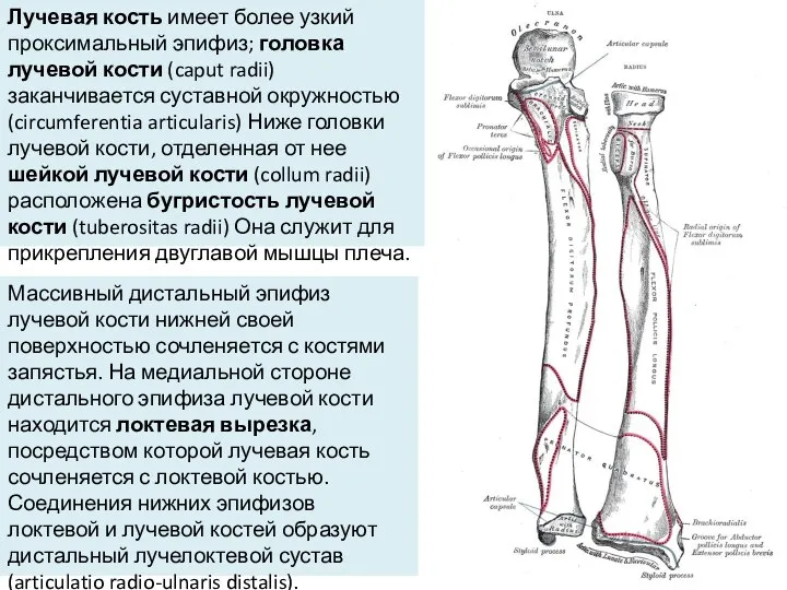 Лучевая кость имеет более узкий проксимальный эпифиз; головка лучевой кости (caput radii)