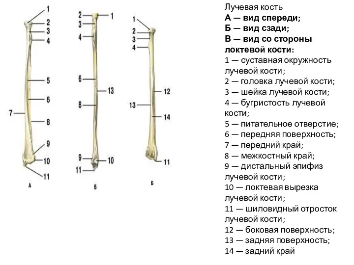 Лучевая кость А — вид спереди; Б — вид сзади; В —