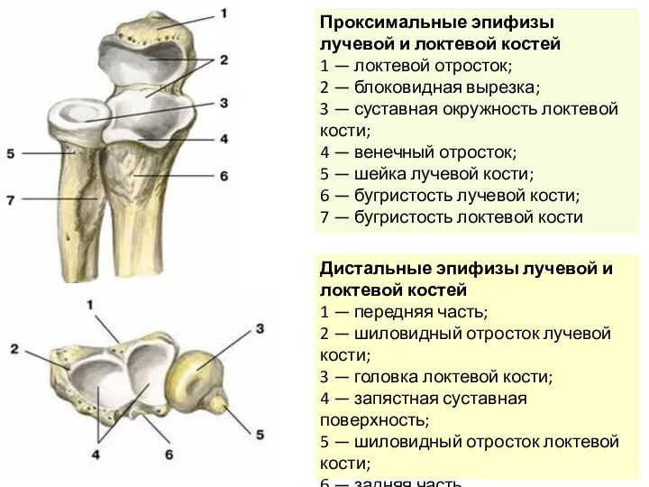 Проксимальные эпифизы лучевой и локтевой костей 1 — локтевой отросток; 2 —