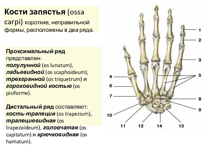Кости запястья (ossa carpi) короткие, неправильной формы, расположены в два ряда. Проксимальный