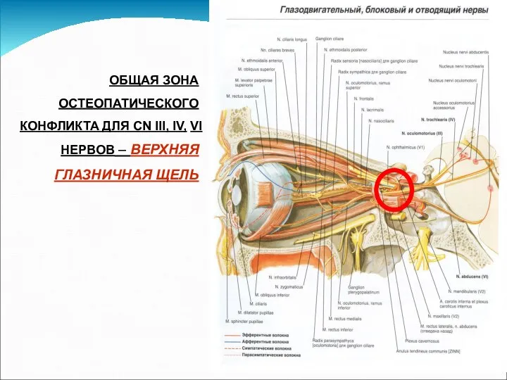 ОБЩАЯ ЗОНА ОСТЕОПАТИЧЕСКОГО КОНФЛИКТА ДЛЯ CN III, IV, VI НЕРВОВ – ВЕРХНЯЯ ГЛАЗНИЧНАЯ ЩЕЛЬ
