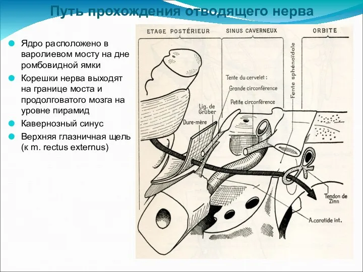 Путь прохождения отводящего нерва Ядро расположено в варолиевом мосту на дне ромбовидной