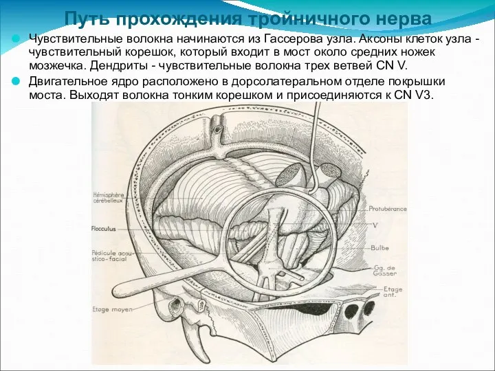 Путь прохождения тройничного нерва Чувствительные волокна начинаются из Гассерова узла. Аксоны клеток