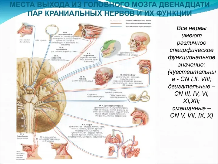 МЕСТА ВЫХОДА ИЗ ГОЛОВНОГО МОЗГА ДВЕНАДЦАТИ ПАР КРАНИАЛЬНЫХ НЕРВОВ И ИХ ФУНКЦИИ