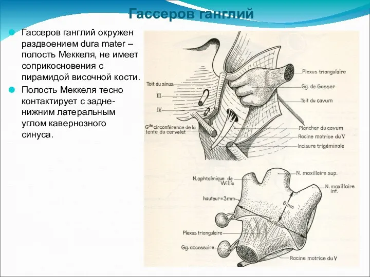 Гассеров ганглий Гассеров ганглий окружен раздвоением dura mater – полость Меккеля, не