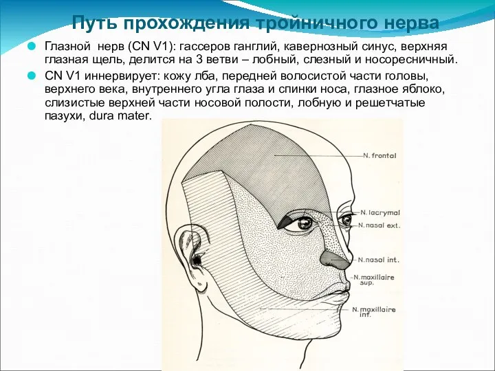 Путь прохождения тройничного нерва Глазной нерв (CN V1): гассеров ганглий, кавернозный синус,