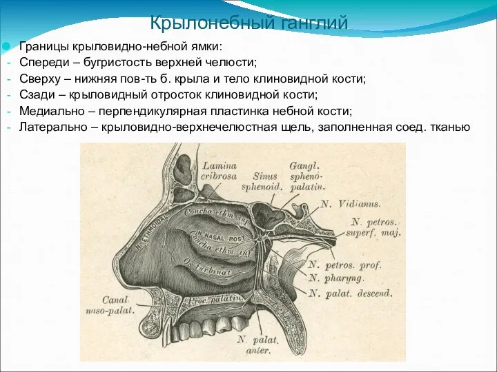 Крылонебный ганглий Границы крыловидно-небной ямки: Спереди – бугристость верхней челюсти; Сверху –