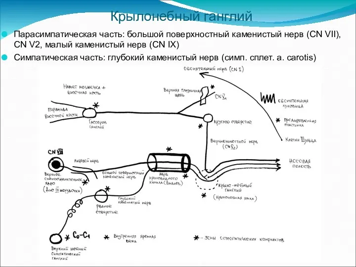 Крылонебный ганглий Парасимпатическая часть: большой поверхностный каменистый нерв (CN VII), CN V2,