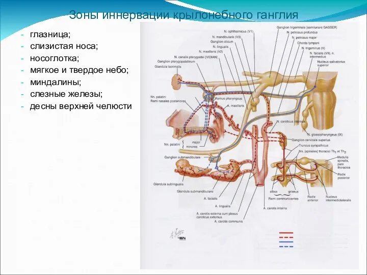 Зоны иннервации крылонебного ганглия глазница; слизистая носа; носоглотка; мягкое и твердое небо;