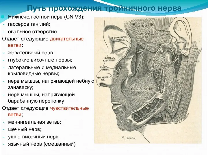 Путь прохождения тройничного нерва Нижнечелюстной нерв (CN V3): гассеров ганглий; овальное отверстие