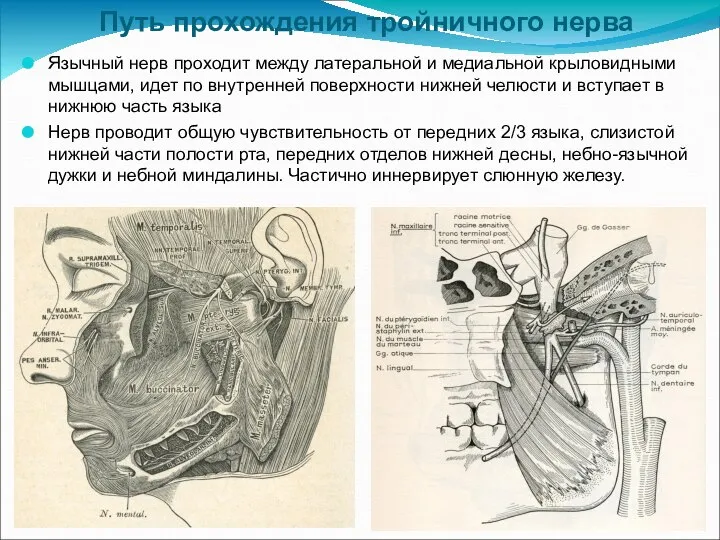 Путь прохождения тройничного нерва Язычный нерв проходит между латеральной и медиальной крыловидными