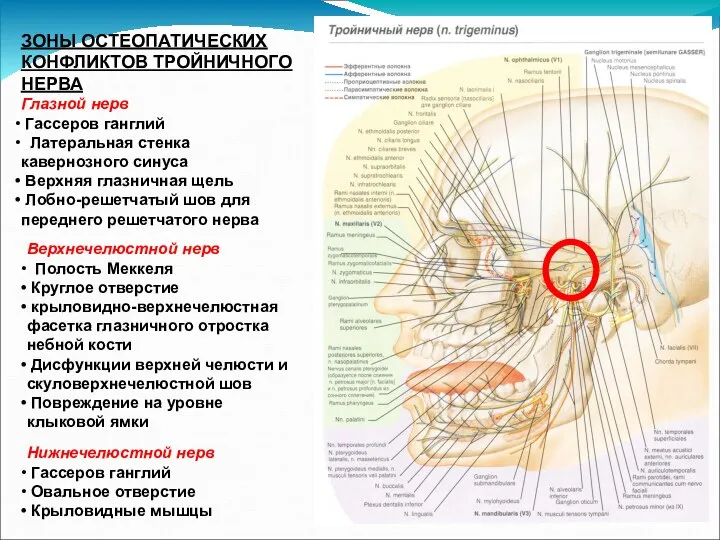 ЗОНЫ ОСТЕОПАТИЧЕСКИХ КОНФЛИКТОВ ТРОЙНИЧНОГО НЕРВА Глазной нерв Гассеров ганглий Латеральная стенка кавернозного