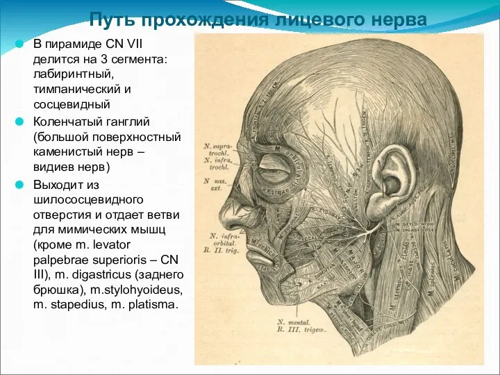 Путь прохождения лицевого нерва В пирамиде CN VII делится на 3 сегмента: