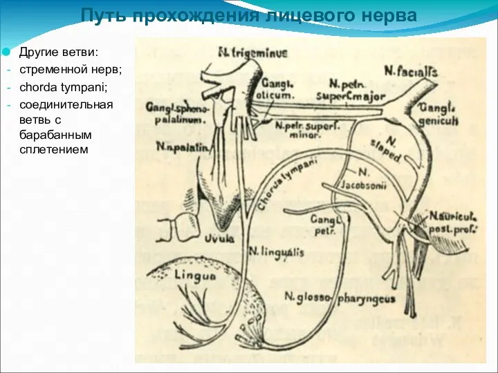 Путь прохождения лицевого нерва Другие ветви: стременной нерв; chorda tympani; соединительная ветвь с барабанным сплетением