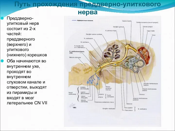 Путь прохождения преддверно-улиткового нерва Преддверно-улитковый нерв состоит из 2-х частей: преддверного (верхнего)