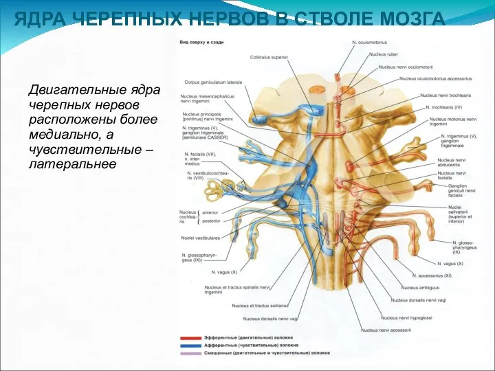 Двигательные ядра черепных нервов расположены более медиально, а чувствительные – латеральнее ЯДРА