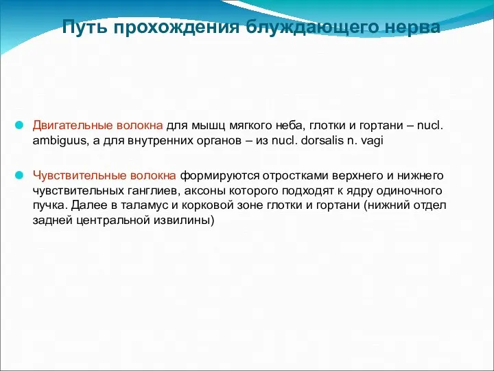 Путь прохождения блуждающего нерва Двигательные волокна для мышц мягкого неба, глотки и