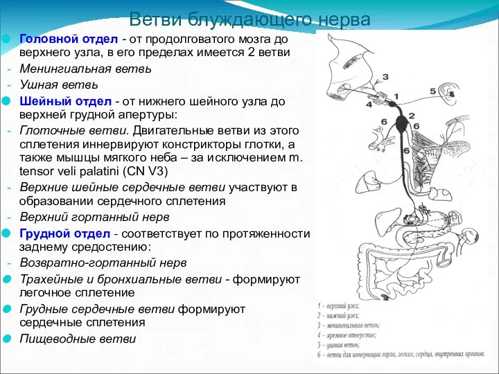 Ветви блуждающего нерва Головной отдел - от продолговатого мозга до верхнего узла,