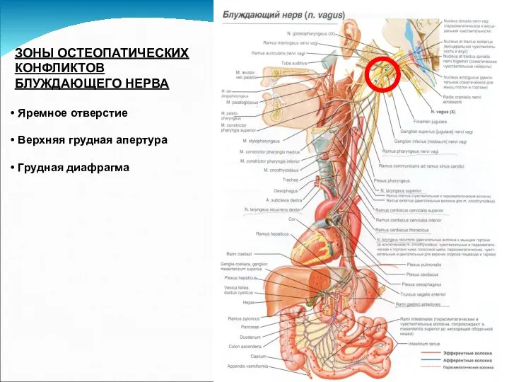 ЗОНЫ ОСТЕОПАТИЧЕСКИХ КОНФЛИКТОВ БЛУЖДАЮЩЕГО НЕРВА Яремное отверстие Верхняя грудная апертура Грудная диафрагма