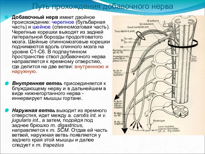Путь прохождения добавочного нерва Добавочный нерв имеет двойное происхождение: черепное (бульбарная часть)