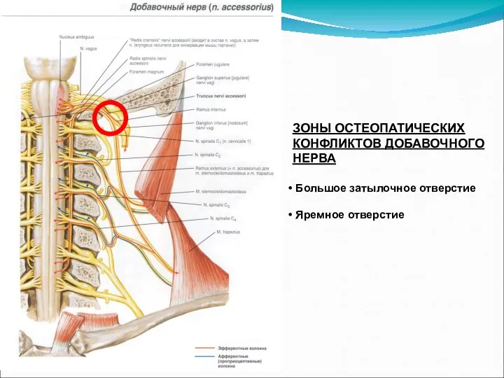 ЗОНЫ ОСТЕОПАТИЧЕСКИХ КОНФЛИКТОВ ДОБАВОЧНОГО НЕРВА Большое затылочное отверстие Яремное отверстие