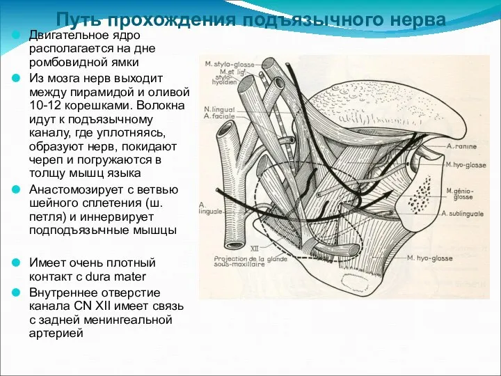 Путь прохождения подъязычного нерва Двигательное ядро располагается на дне ромбовидной ямки Из