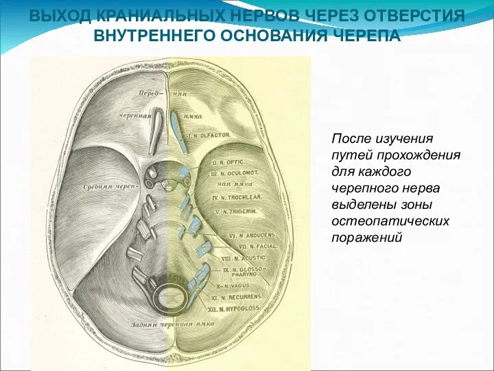 ВЫХОД КРАНИАЛЬНЫХ НЕРВОВ ЧЕРЕЗ ОТВЕРСТИЯ ВНУТРЕННЕГО ОСНОВАНИЯ ЧЕРЕПА После изучения путей прохождения