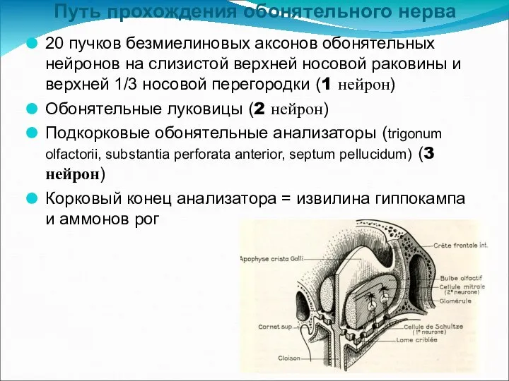 Путь прохождения обонятельного нерва 20 пучков безмиелиновых аксонов обонятельных нейронов на слизистой