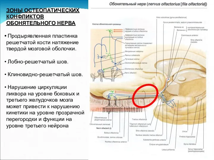 ЗОНЫ ОСТЕОПАТИЧЕСКИХ КОНФЛИКТОВ ОБОНЯТЕЛЬНОГО НЕРВА Продырявленная пластинка решетчатой кости натяжение твердой мозговой