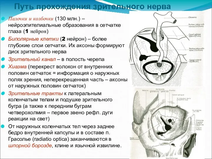 Путь прохождения зрительного нерва Палочки и колбочки (130 млн.) – нейроэпителиальные образования