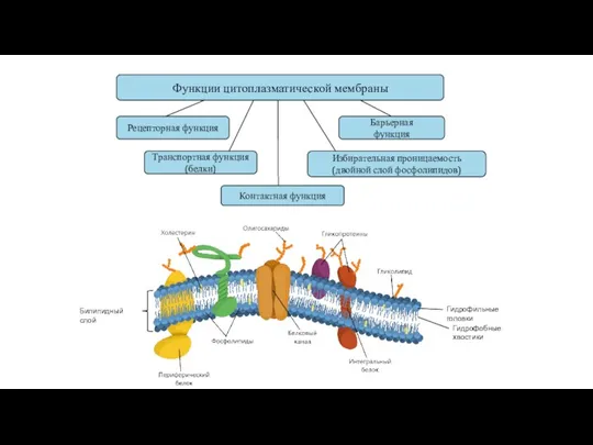 Функции цитоплазматической мембраны Рецепторная функция Барьерная функция Транспортная функция (белки) Избирательная проницаемость