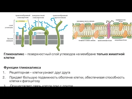 Гликокаликс – поверхностный слой углеводов на мембране только животной клетки Функции гликокаликса