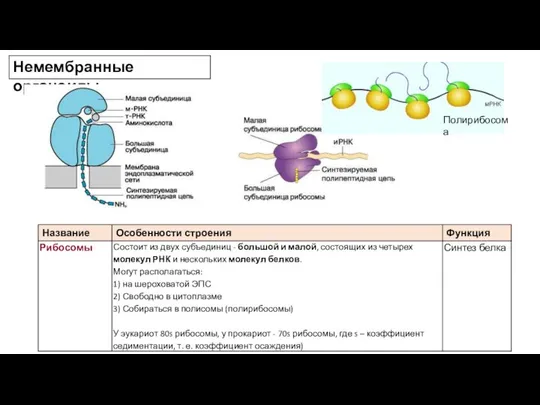 Немембранные органоиды Полирибосома