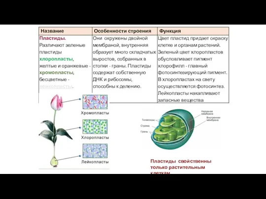 Пластиды свойственны только растительным клеткам.