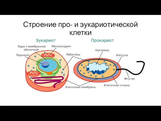 Строение про- и эукариотической клетки