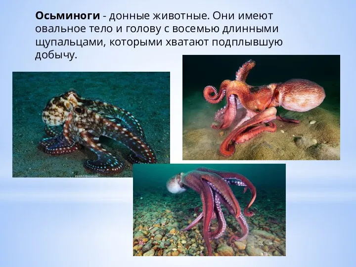 Осьминоги - донные животные. Они имеют овальное тело и голову с восемью