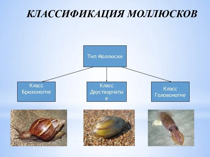 КЛАССИФИКАЦИЯ МОЛЛЮСКОВ Тип Моллюски Класс Брюхоногие Класс Двустворчатые Класс Головоногие