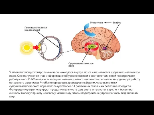 У млекопитающих контрольные часы находятся внутри мозга и называются супрахиазматическое ядро. Оно