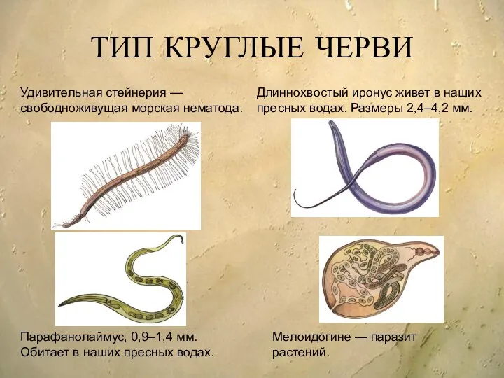 ТИП КРУГЛЫЕ ЧЕРВИ Удивительная стейнерия — свободноживущая морская нематода. Длиннохвостый иронус живет