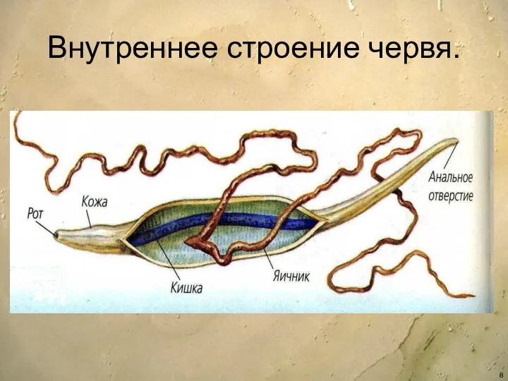 Внутреннее строение червя.