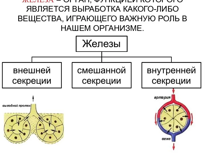 ЖЕЛЕЗА – ОРГАН, ФУНКЦИЕЙ КОТОРОГО ЯВЛЯЕТСЯ ВЫРАБОТКА КАКОГО-ЛИБО ВЕЩЕСТВА, ИГРАЮЩЕГО ВАЖНУЮ РОЛЬ В НАШЕМ ОРГАНИЗМЕ.