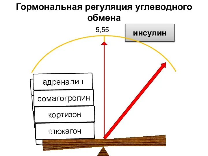 инсулин Гормональная регуляция углеводного обмена 5,55