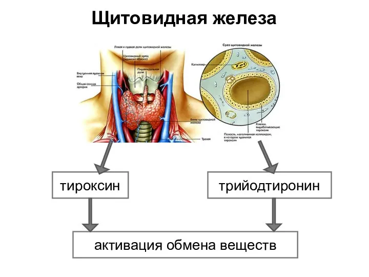 Щитовидная железа тироксин трийодтиронин активация обмена веществ