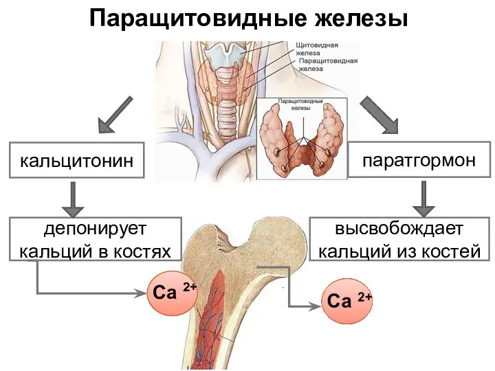 кальцитонин Паращитовидные железы паратгормон депонирует кальций в костях высвобождает кальций из костей